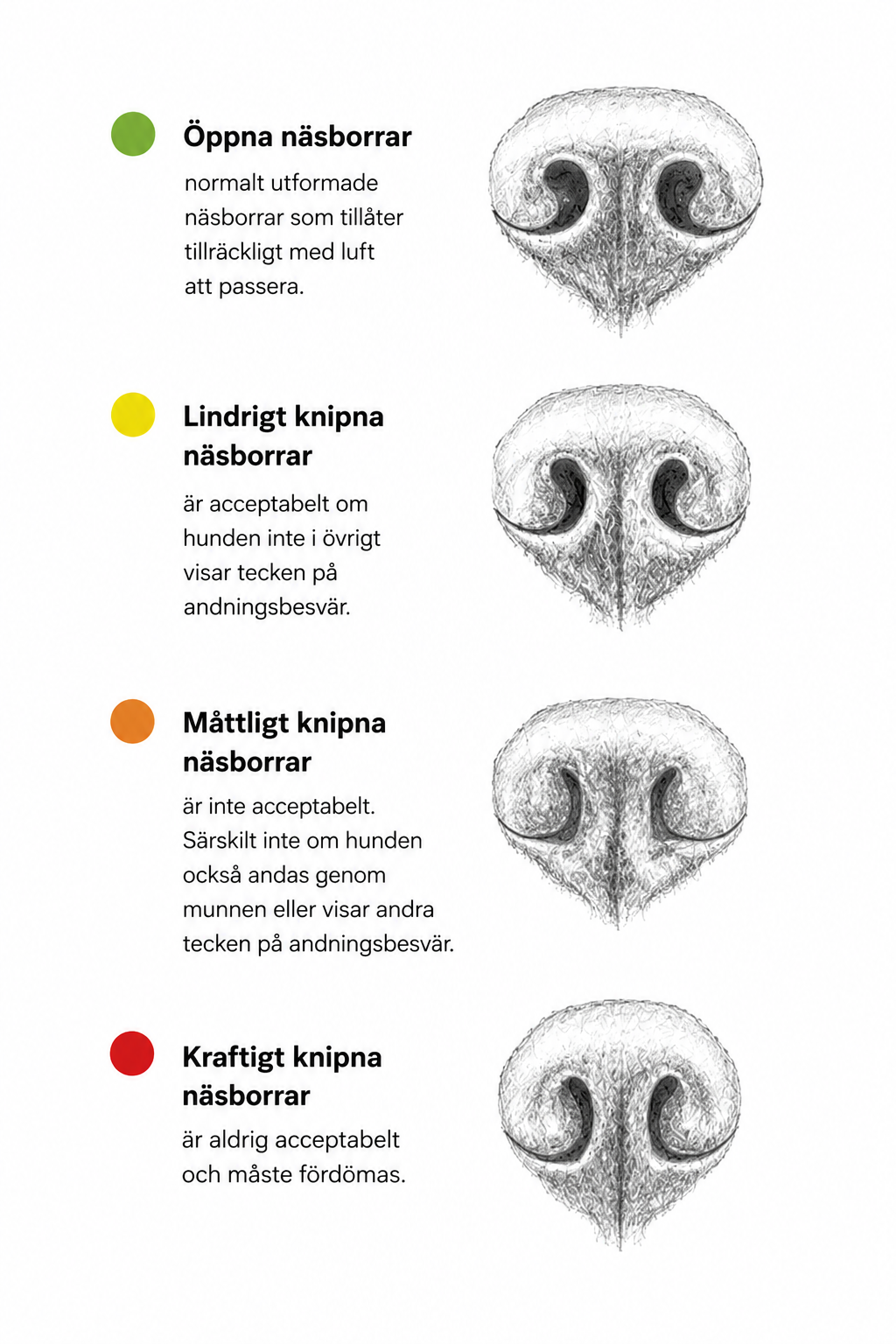 Bildöversikt av näsborrar hos fransk bulldog: öppna, lindrigt knipna, måttligt knipna och kraftigt knipna näsborrar enligt BOAS-bedömning
